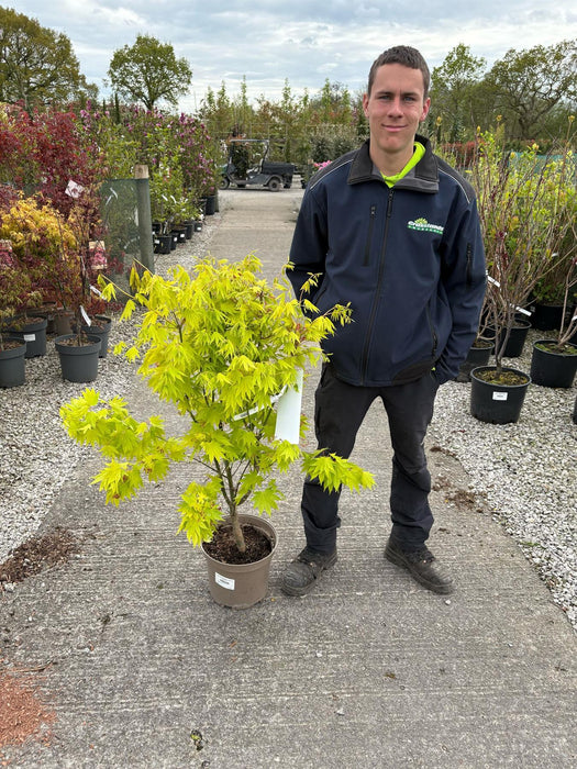 Acer Shirasawanum Aureum 6 Litre Pot Delivery March