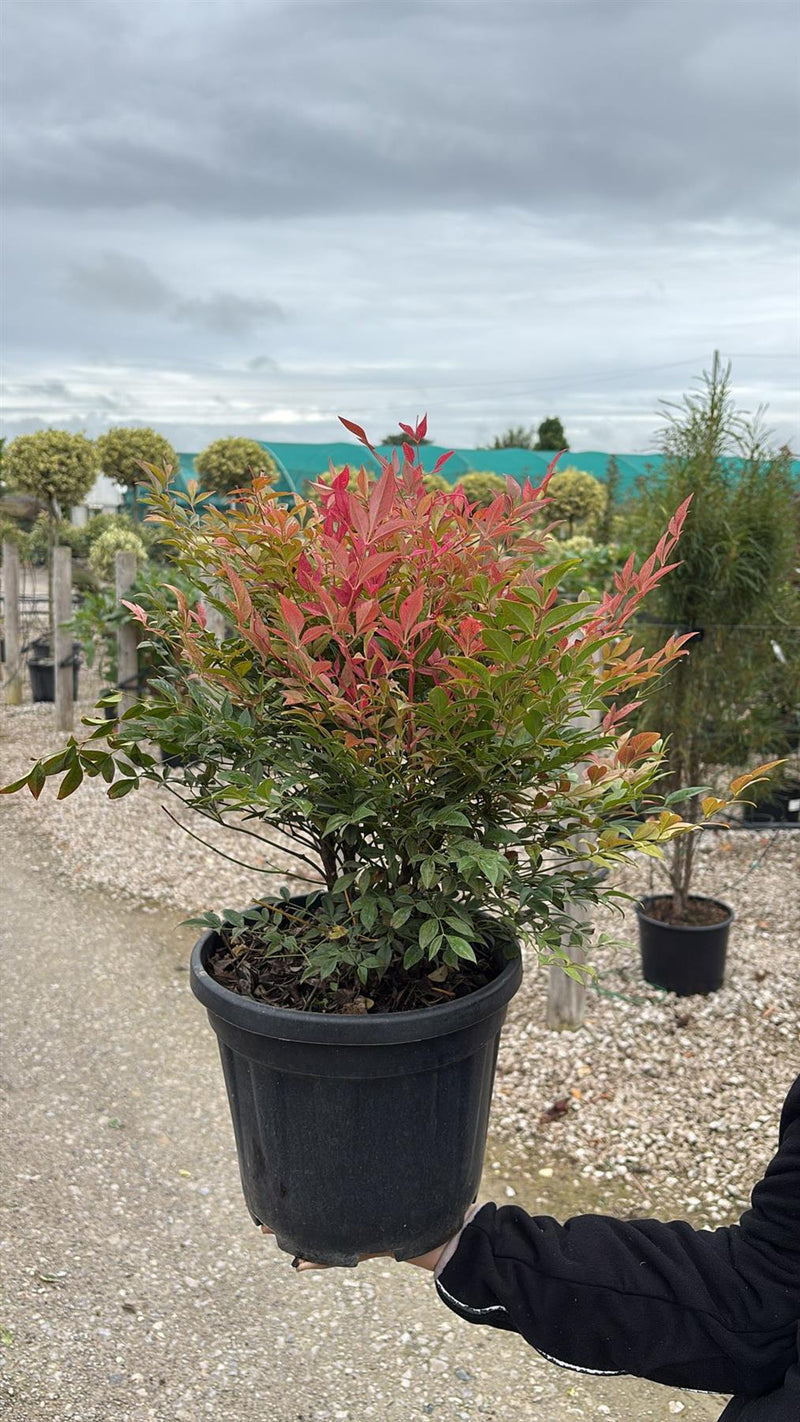Nandina Domestica Obsessed 9 Litre Pot