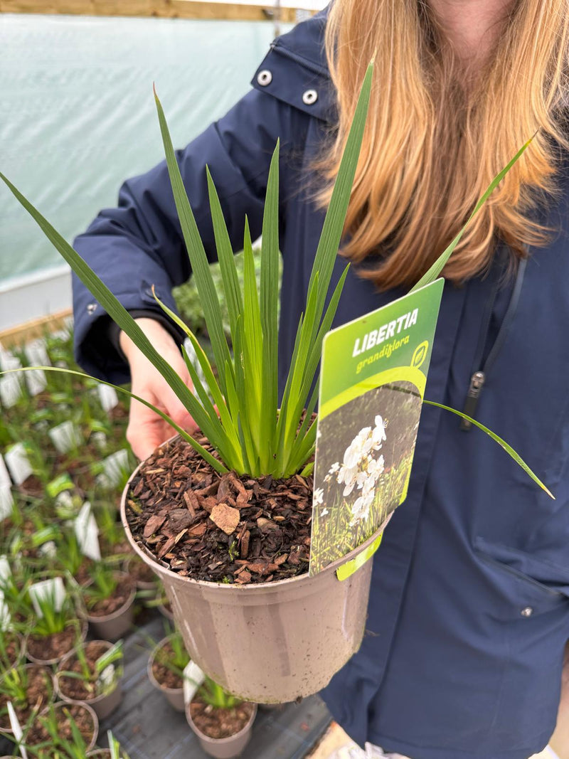 Libertia Grandiflora 2 Litre Pot