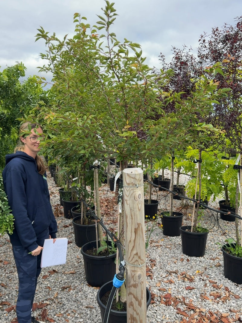 Prunus subhirtella Autumnalis Rosea 10 Litre Pot