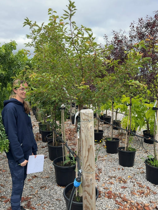 Prunus subhirtella Autumnalis Rosea 10 Litre Pot