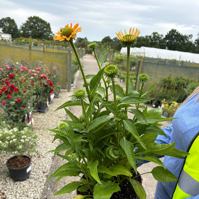 Echinacea Purpurea Mellow Yellows 5 Litre Pot