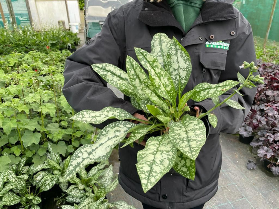 Pulmonaria Opal 2 Litre Pot