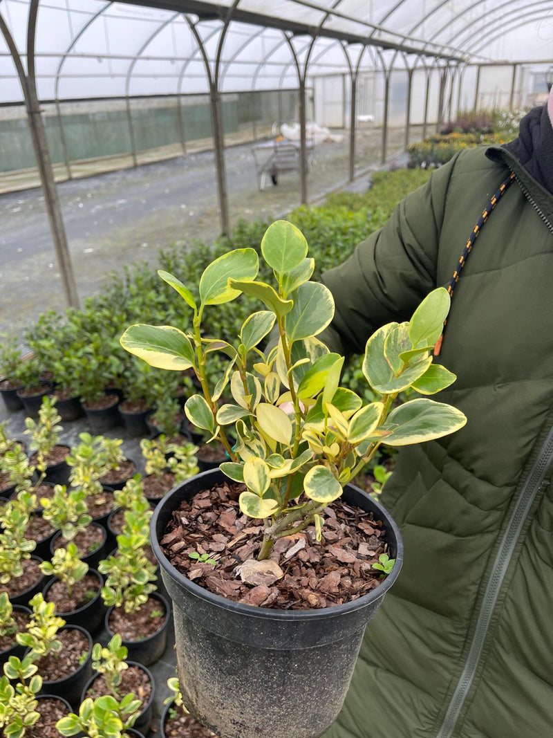 Griselinia Littoralis Variegata 3 Litre