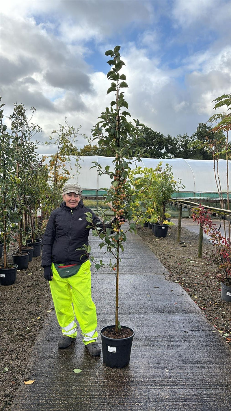 Malus Everest 18 Litre Pot 200/250cm Tall