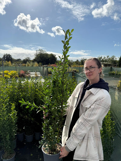 Semi-Evergreen Plants