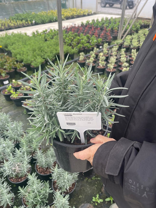 Lavender Angustifolia Munstead 2 Litre Pot