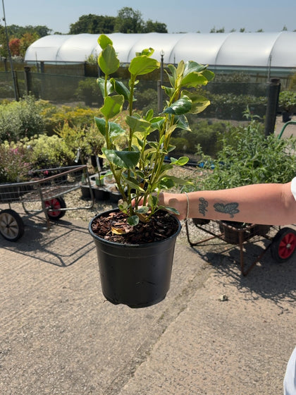 Griselinia Littoralis Variegata 3 Litre