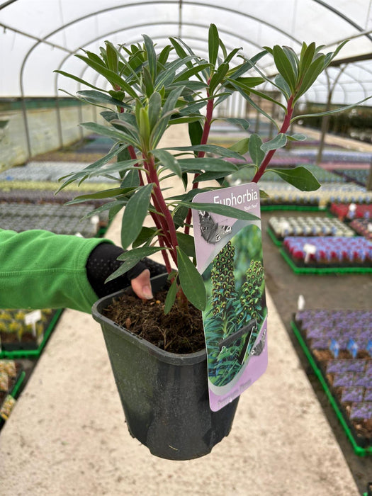 Euphorbia Black Pearl 2 Litre Pot