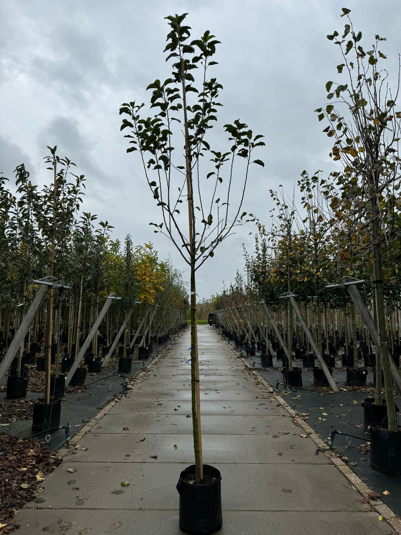 Apple Malus Golden Delicious 8/10cm Girth 35 Litre Pot