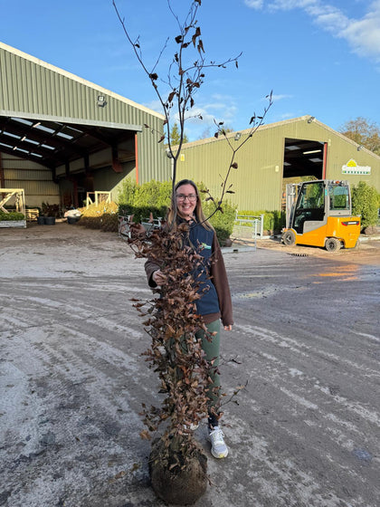Pallet Deal Hornbeam Carpinus Betulus 175/200cm Root Ball x 20 Dug To Order