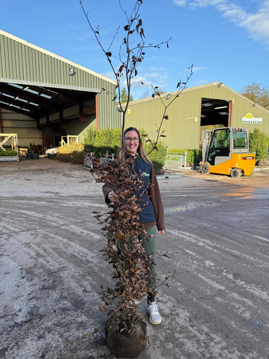 Pallet Deal Hornbeam Carpinus Betulus 175/200cm Root Ball x 20 Dug To Order