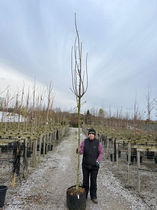 Pear Beurre Hardy 10/12cm Girth Pot Grown