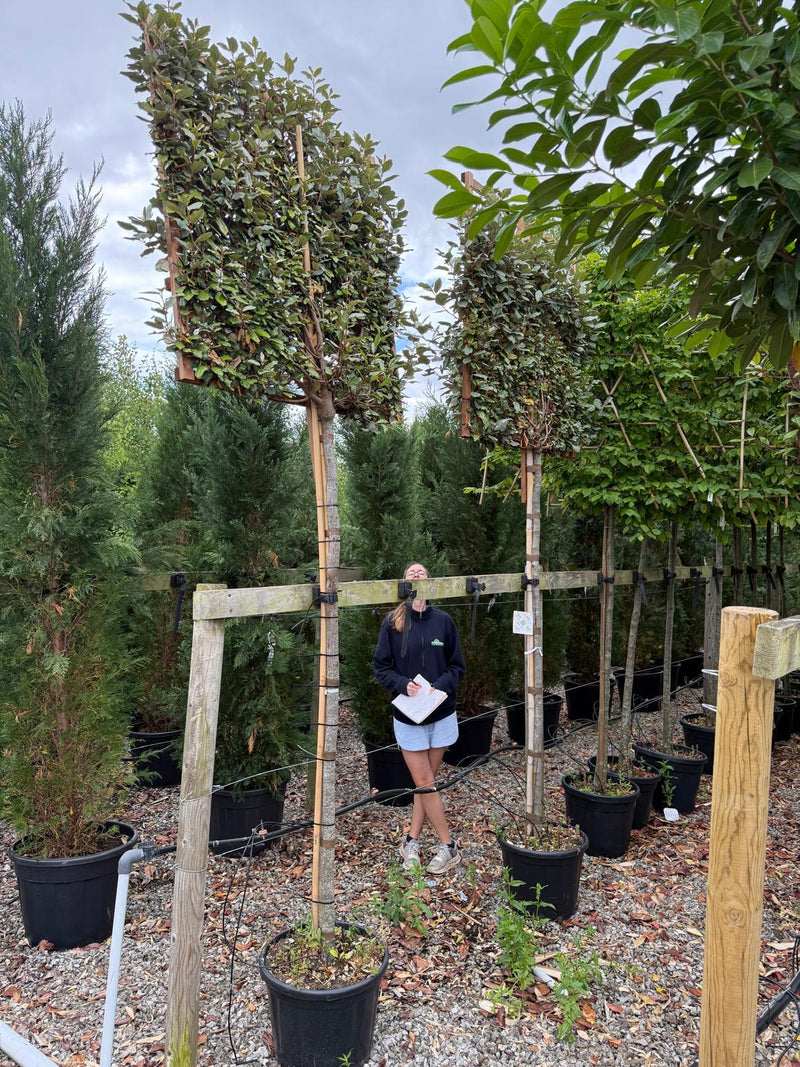 Elaeagnus Ebbingei Compacta Pleached 200cm Stem 120x120cm Frame Seconds x 2 Trees