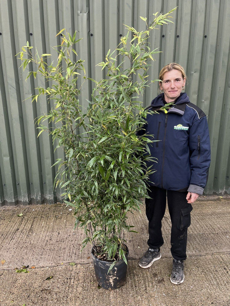 Bamboo Phyllostachys Nigra 18-40 Litre Pot 200/250cm Ready End Of May