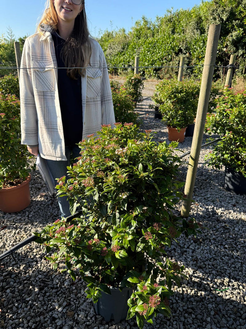 Viburnum Tinus 60/80cm Pot Grown