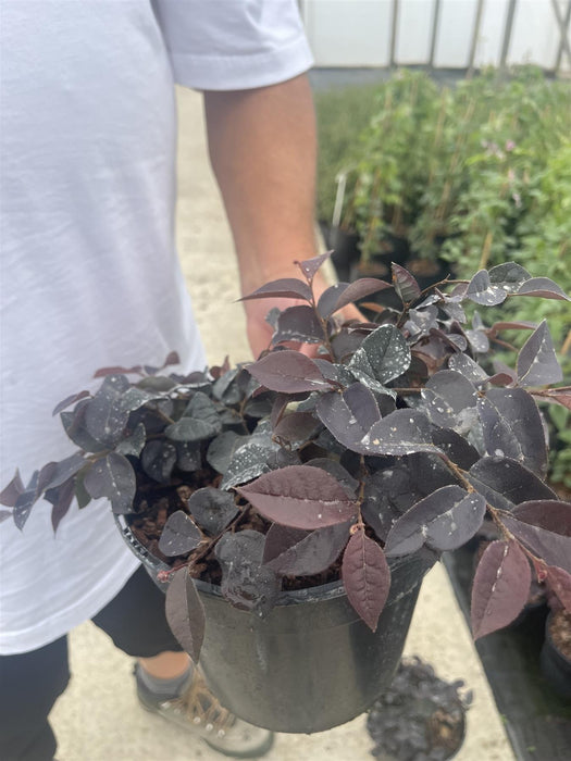 Loropetalum Chin. Plum Gorgeous 3 Litre Pot