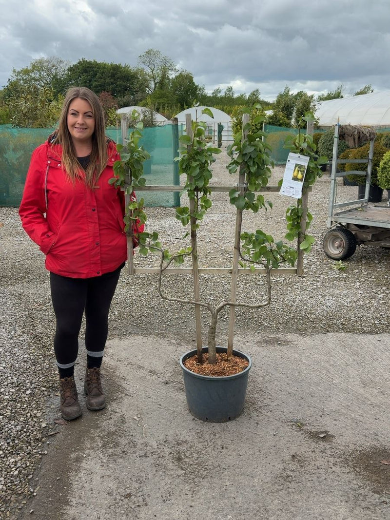 Pear Conference 25 Litre Pot Double U Frame