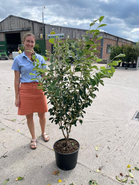 Hamamelis Arnolds Promise 20 Litre Pot 125/150cm Tall