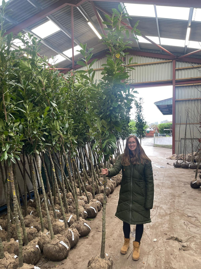 Prunus laur. Novita Full Standard Rootballed 8/10cm Girth 130cm Stem