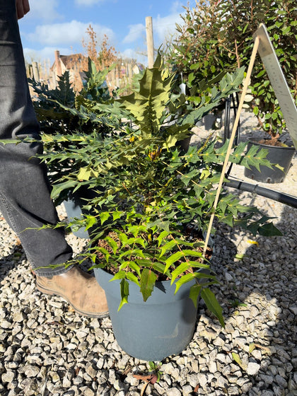 Mahonia media Winter Sun 12 Litre Pot 50/80cm