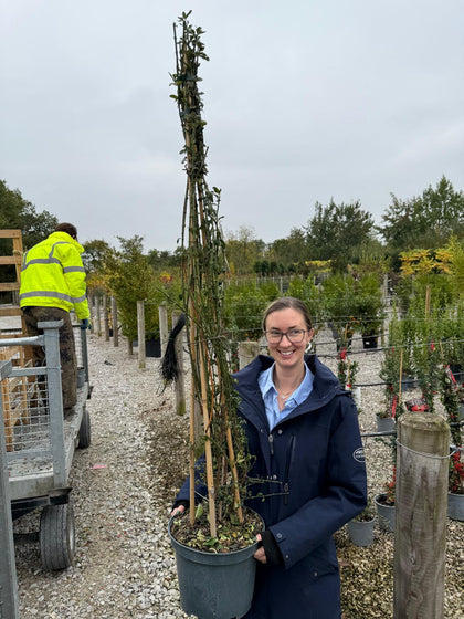 Jasmine Nudiflorum 10 Litre Pot