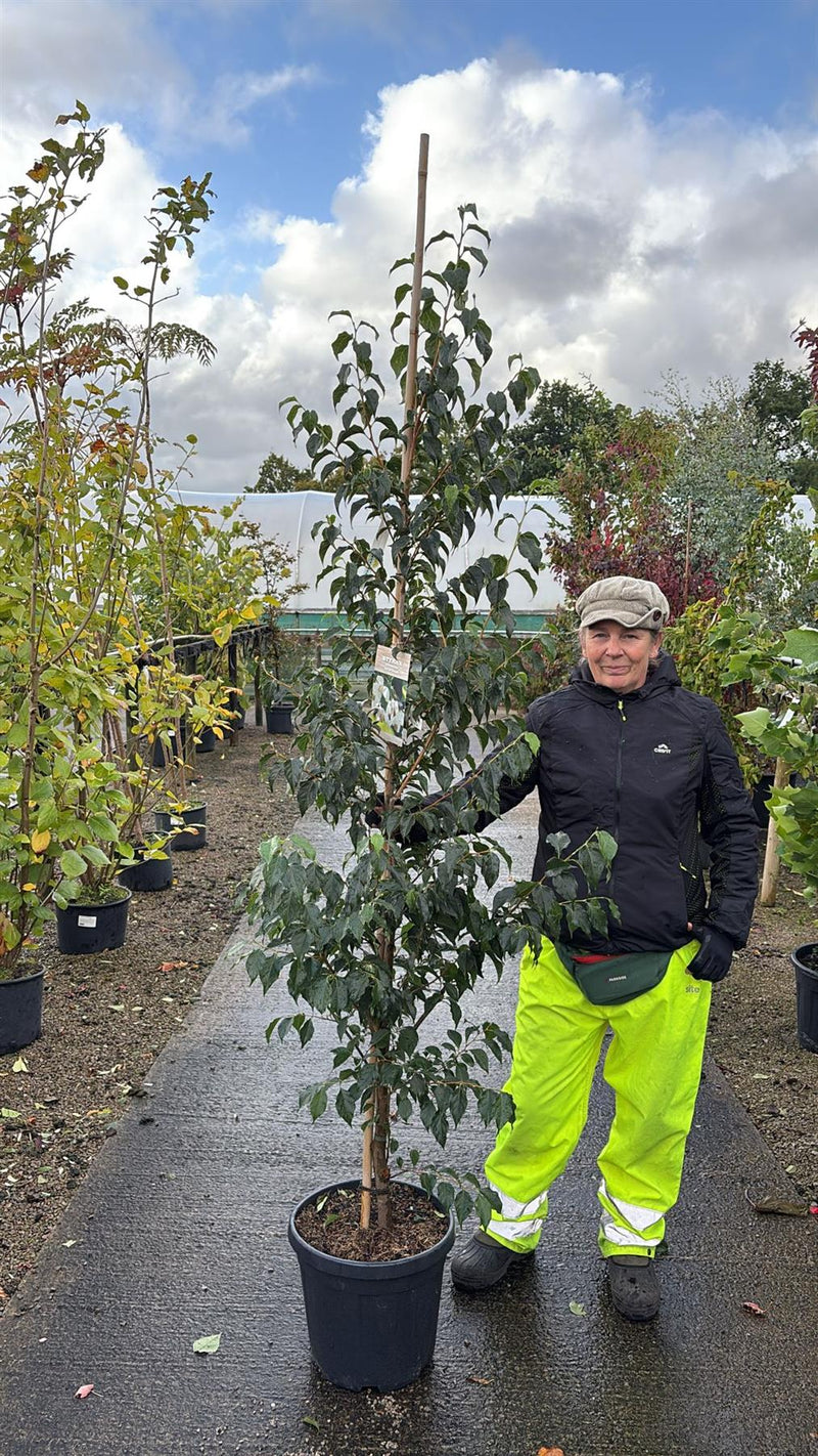Styrax Japonicus June Snow 20 Litre Pot 200/250cm