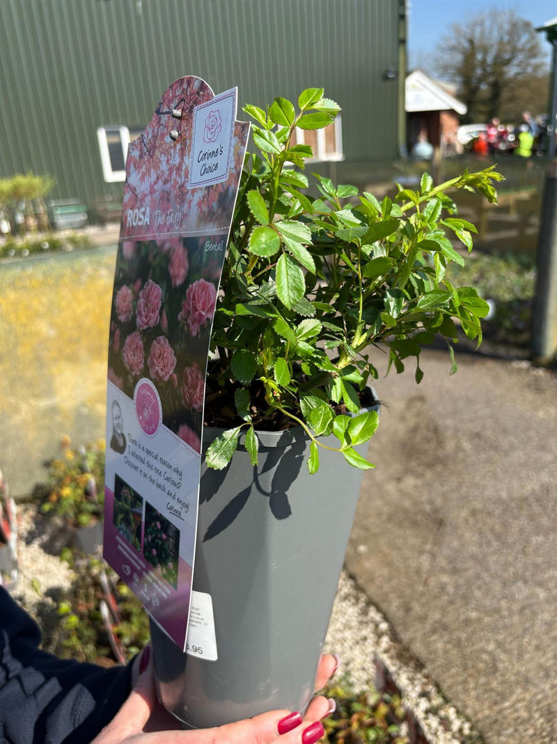Rose Fairy 3 Litre Pot
