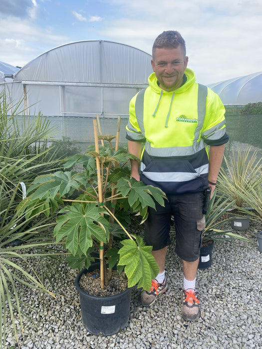 Tetrapanax Papyrifer- Rice Paper Plant 15 Litre Pot