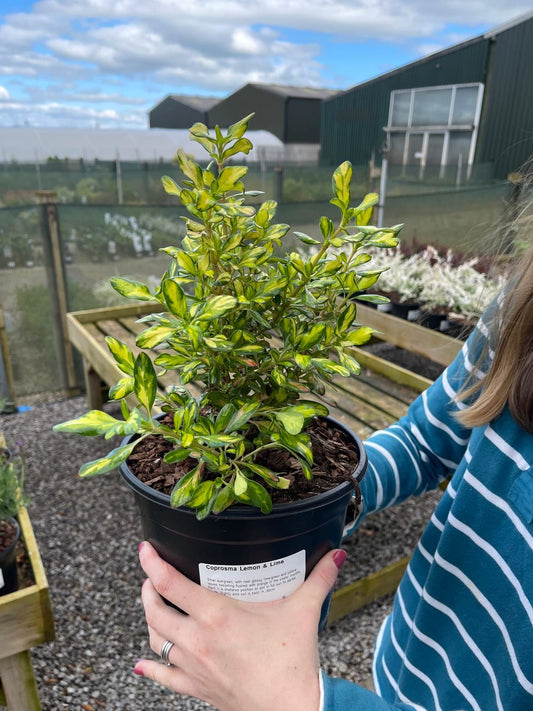 Coprosma Lemon And Lime 3 Litre Pot
