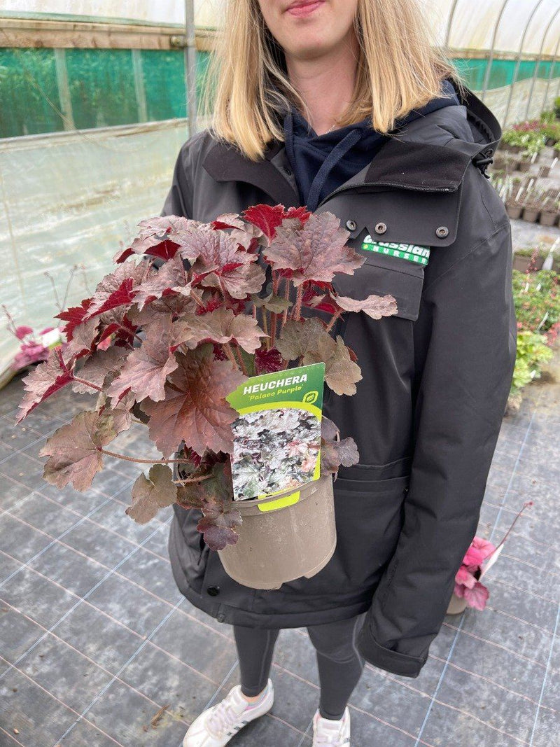 Heuchera Palace Purple 2 Litre Pot
