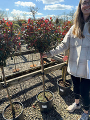 Photinia Robusta Compacta Half Standard 12 Litre Pot