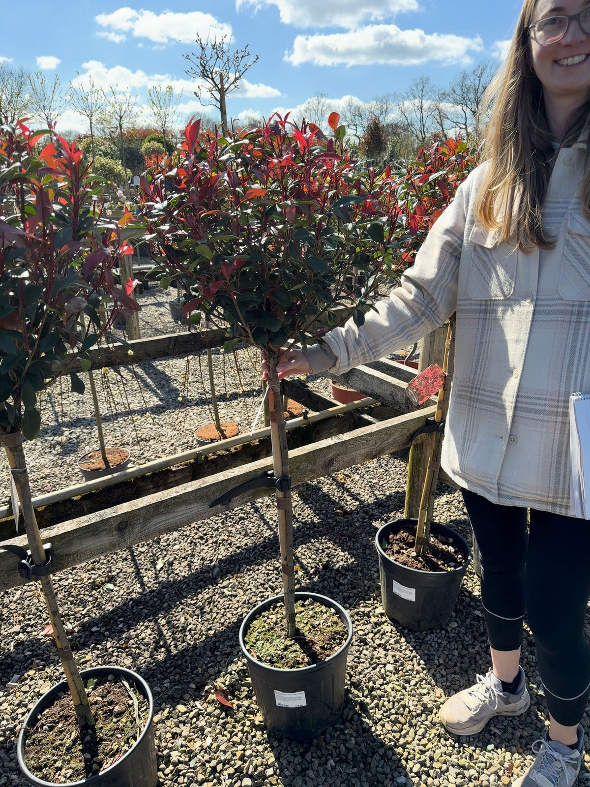 Photinia Robusta Compacta Half Standard 12 Litre Pot