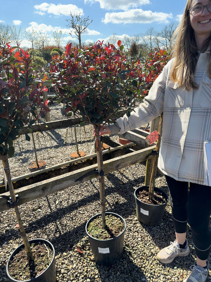 Photinia Robusta Compacta Half Standard 12 Litre Pot