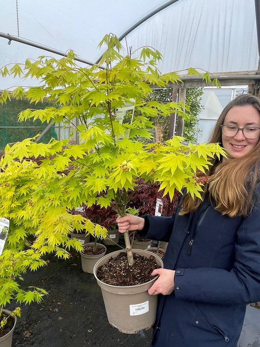 Acer Shirasawanum Aureum 6 Litre Pot Delivery March
