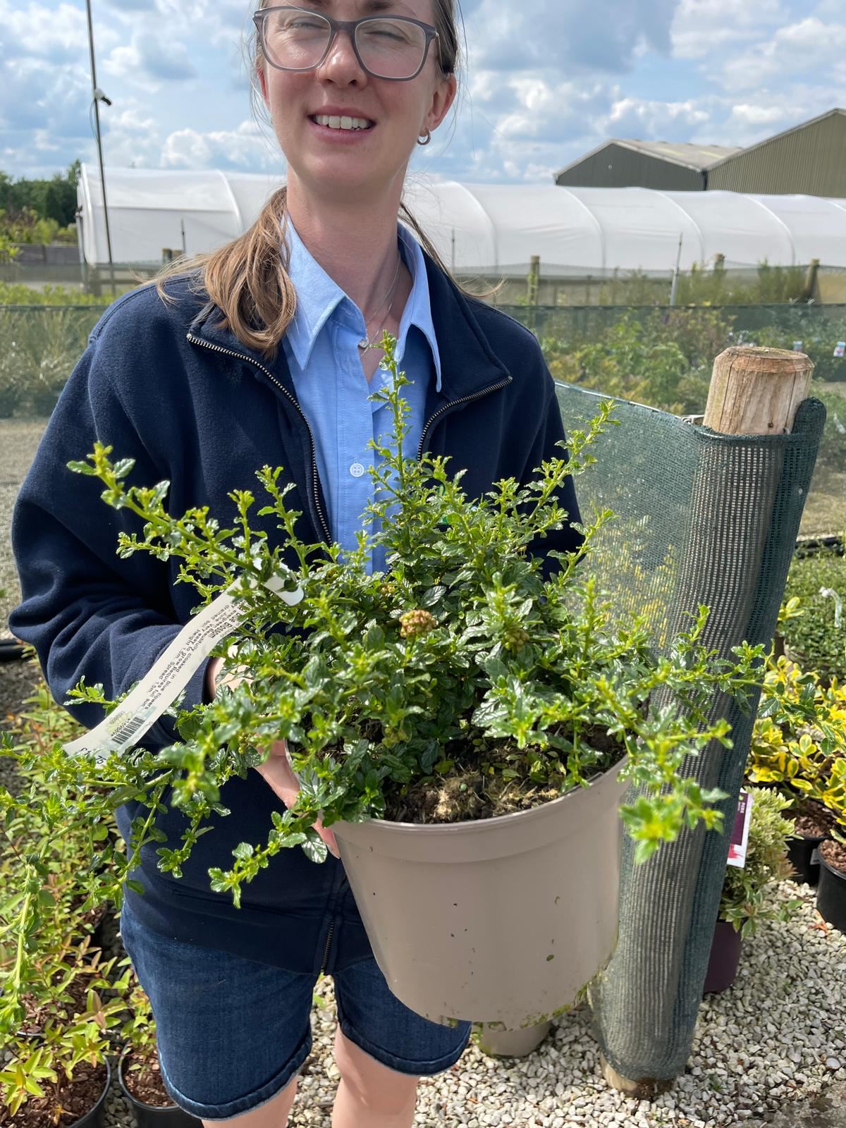 Ceanothus Blue Mound 5 Litre Pot