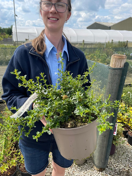 Ceanothus Blue Mound 5 Litre Pot
