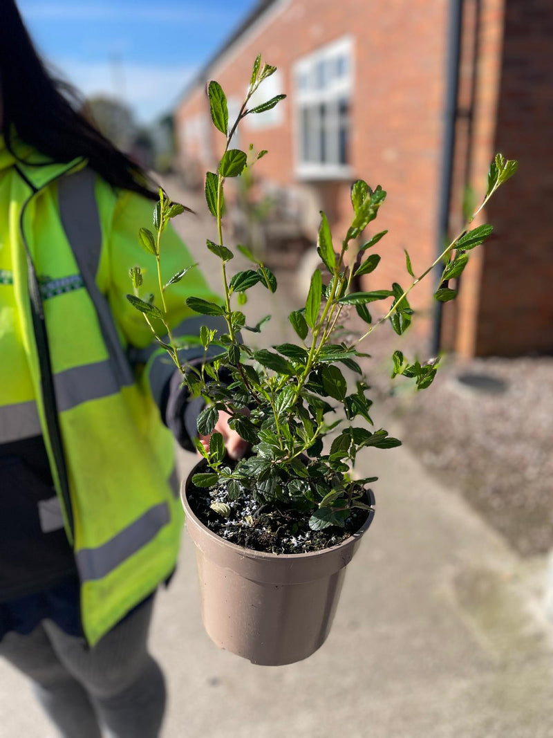 Ceanothus Burkwoodii 3 Litre Pot