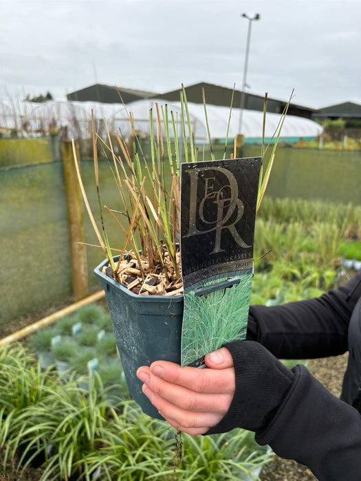 Miscanthus Morning Light 2 Litre Pot