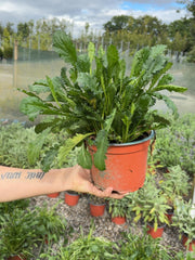 Leucanthemum Vulgare 2 Litre Pot