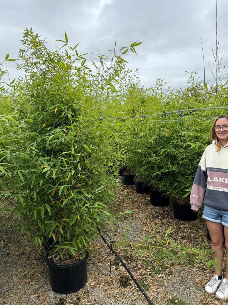 Bamboo Phyllostachys Aurea 40 Litre Pot 200/225 Extra Bushy — Grasslands  Nursery