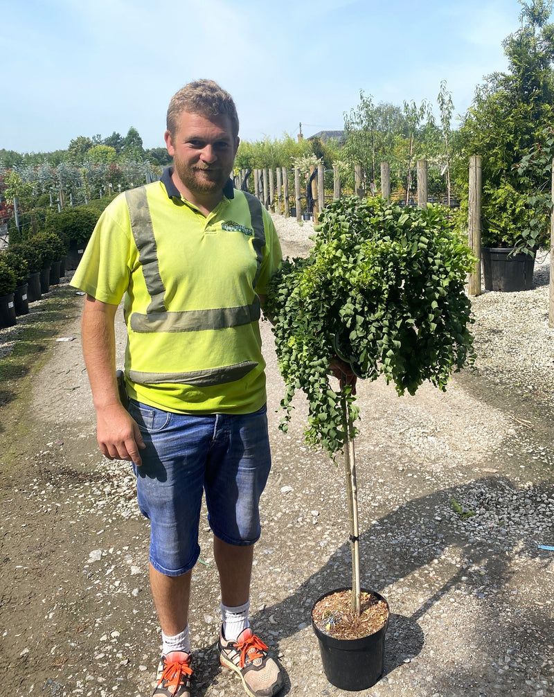 Robinia pseud. Twisty Baby 5 Litre Pot Half Standard