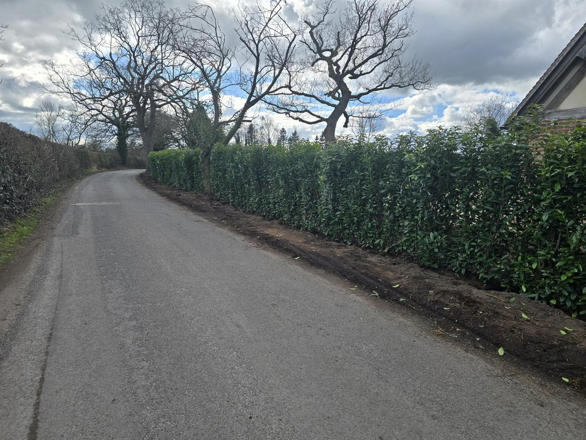 Laurel Hedging, Cherry Laurel Genolia 1.8m x 1m Instant Hedge Unit