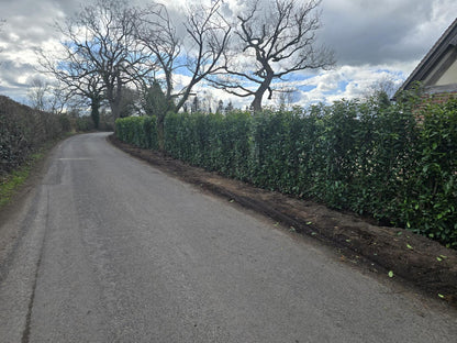 Laurel Hedging, Cherry Laurel Genolia 1.8m x 1m Instant Hedge Unit