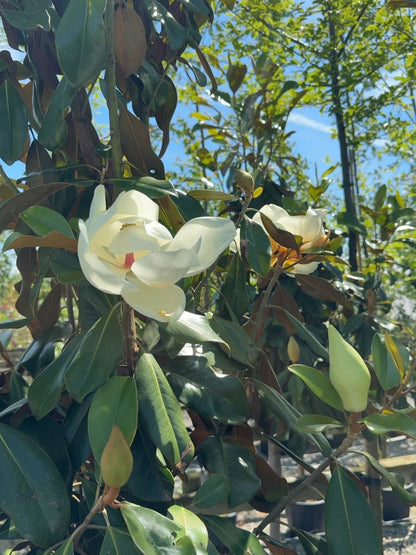 Magnolia Grandiflora Goliath 35 Litre Pot Half Standard