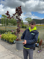 Corylus Red Majestic 12 Litre Pot 80/100cm Tall