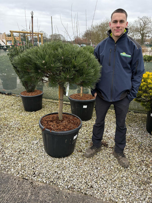 Pinus Nigra Brepo 80 Litre Pot