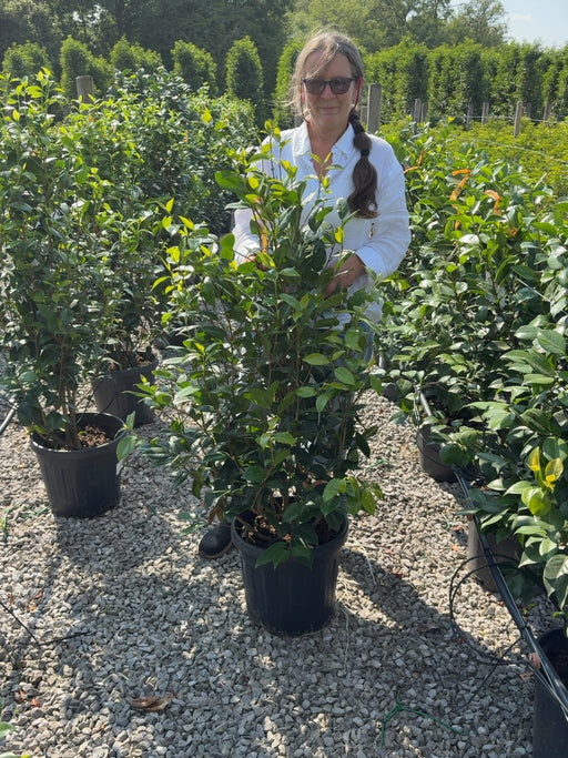 Camellia Japonica Ill Tramonto 18 Litre Pot