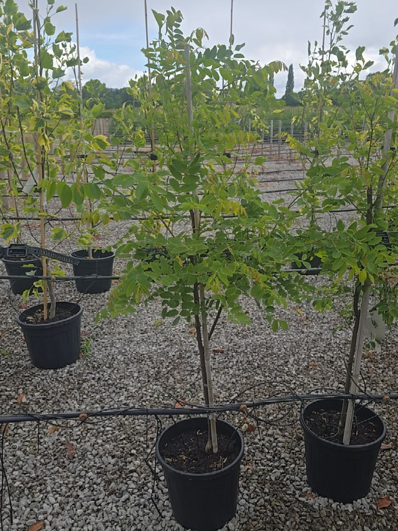 Robinia x margaretta Georgia da Torino 10 Litre Pot