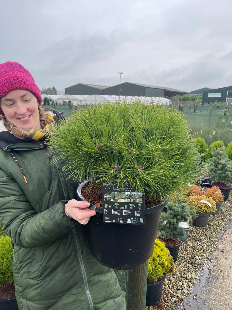 Pinus Marie Bregeron 18 Litre Pot